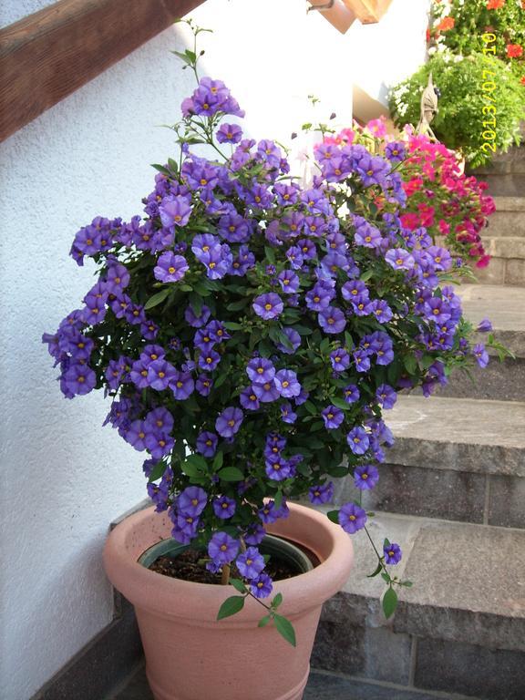 Hotel Haus Gmahblick Ferienwonungen à Alpbach Extérieur photo